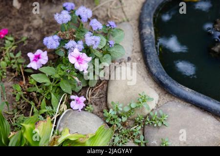 Jardin rural design luxuriant coloré communes de jardin petunias sur l'étang flou arrière-plan. Fleurs hybrides pétunia violet chaud. Nom de famille Solanacea Banque D'Images