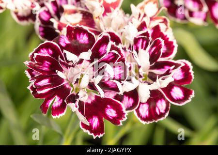 Dianthus caryophyllus, Capitan Calizo, caryophyllus, violet, blanc, Fleur, Bloom, gros plan, détail, floraison Banque D'Images