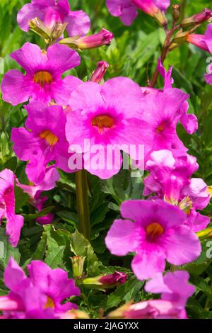 Incarvillea delavayi, Hardy Gloxinia, Rose, fleurs, gros plan, Fleur, détail, plante Banque D'Images