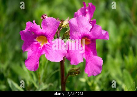 Incarvillea delavayi, Fleur, Pretty, Pink, Hardy Gloxinia Banque D'Images