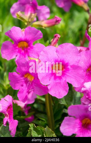 Incarvillea delavayi, Hardy Gloxinia, Rose, fleurs, gros plan, Fleur, détail, plante Banque D'Images