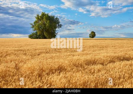 Gold le blé a menti panorama avec arbre, campagne rurale Banque D'Images