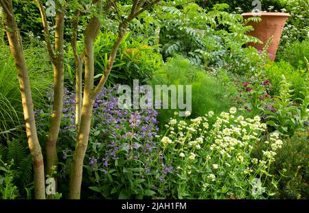 Nepeta ‘’Bleu de Purrsien’, Foeniculum vulgare et Centranthus ruber ‘Albus’ sous Carpinus betulus dans le jardin RNLI conçu par Chris Beardshaw Banque D'Images