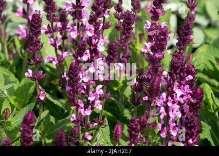 Salvia 'Edula Rose', Rose, fleurs, Salvia nemorosa, Salvia superba, Salvia x superba, Salvias, Printemps, jardin Banque D'Images