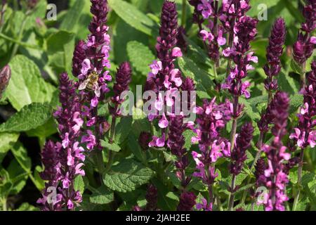 Salvia 'Edula Rose', Rose, fleurs, Salvia nemorosa, Salvia superba, Salvia x superba, Salvias, Printemps, jardin Banque D'Images