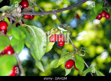 Fruits Cornus .les baies de cornouiller sont suspendues sur une branche d'arbre de cornouiller. Cornel, cornouiller de cerisier. Banque D'Images