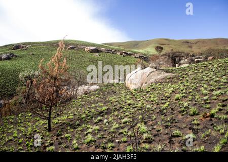 Nouvelle croissance de l'herbe dans une zone brûlée dans les prairies d'Afromontane des montagnes du Drakensberg, Afrique du Sud Banque D'Images