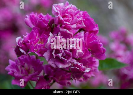 Fleurs typiques de la péninsule italienne Banque D'Images