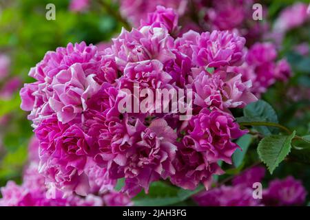 Fleurs typiques de la péninsule italienne Banque D'Images