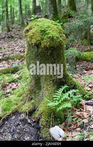 Morceau d'un tronc recouvert de mousse dans la forêt. Banque D'Images