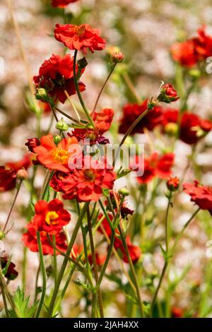 Red Geum 'Feuerball', fleurs de Geum chilolense Banque D'Images