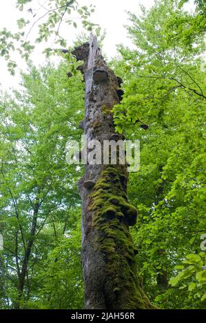 tronc d'arbre recouvert de champignons et de mousse dans la forêt. Banque D'Images
