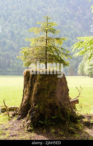 Arbre de pin poussant dans un arbre de tronc Banque D'Images