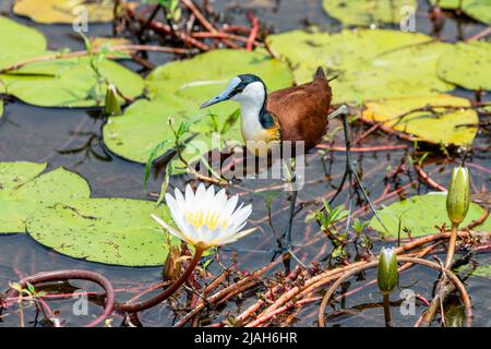 Oiseau de Jacana africain sur les coussins de nénuphars de la rivière Okavango Delta, Botswana Banque D'Images