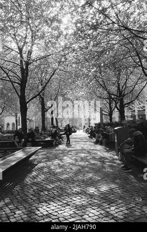 Photo en noir et blanc du chemin pavé du parc, lumière éclatante au milieu des arbres. Personnes assises sur les bancs en Allemagne, Lipsk Banque D'Images