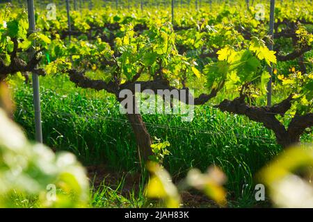 Larges champs de raisin au printemps lieu attrayant Banque D'Images