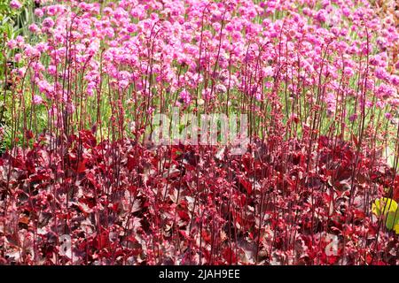 Rouge Rose contrastée plantes jardin Heuchera 'Neptune' Armeria maritima 'Nifty Thrifty' Border Blooming Sea Pink Rose Thrift Seapink Spring Flowers Banque D'Images