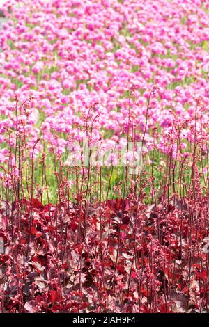 Rouge Rose Garden plantes Hardy Heuchera feuilles Thrift Seapink fleurs bordure Armeria maritima 'Nifty Thrifty' Heuchera 'Neptune' feuillage Corail Bells Banque D'Images