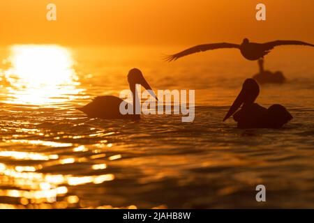 Pélicans dalmates au soleil du matin du lac Kerkini Banque D'Images