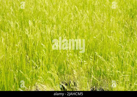 Fétuque de Bearskin, herbes de jardin, Festuca scoparia, Festuca gautieri, fétuque piquée, Pelouse de jardin de printemps Banque D'Images