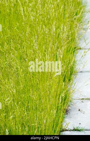 Fétuque de Bearskin, trottoir de graminées de jardin, Festuca scoparia, Festuca gautieri, fétuque piquée, Festuca, Fescue, printemps Banque D'Images