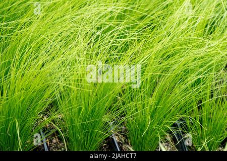 Stipa tenuissima 'Pony Tails', Feathergrass mexicain, ornemental, graminées, herbes de jardin moderne, Nassella, Stipa tenuissima, poney Tails, Clump, Grass Banque D'Images