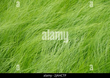 Stipa tenuissima 'Pony Tails', Feathergrass mexicain, ornemental, graminées, herbes de jardin moderne, Nassella Stipa tenuissima Pony Tails, herbe au printemps Banque D'Images