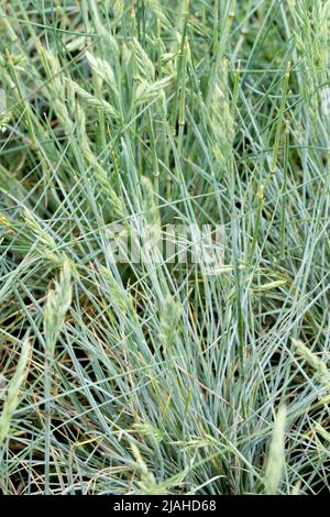 Festuca cinerea, Blauglut, Bleu, Fescue, jardin, Herbe, Clump Banque D'Images