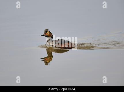 Grebe aigre AKA Grebe Ã col noir, (Podiceps nigricollis) nage, Frank Lake, Alberta, Canada Banque D'Images