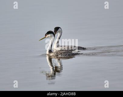 Paire de grebe de l'Ouest (Aechmophorus occidentalis) nageant, Frank Lake, Alberta, Canada Banque D'Images