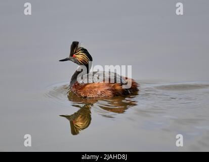 Grebe aigre AKA Grebe Ã col noir, (Podiceps nigricollis) nage, Frank Lake, Alberta, Canada Banque D'Images