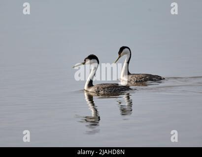 Paire de grebe de l'Ouest (Aechmophorus occidentalis) nageant, Frank Lake, Alberta, Canada Banque D'Images