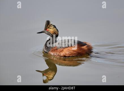 Grebe aigre AKA Grebe Ã col noir, (Podiceps nigricollis) nage, Frank Lake, Alberta, Canada Banque D'Images