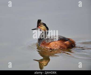 Grebe aigre AKA Grebe Ã col noir, (Podiceps nigricollis) nage, Frank Lake, Alberta, Canada Banque D'Images