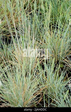 Volga Fescue, Clump, Grass, Festuca valesiaca Buddy Blue, Fescue, Blue, Festuca, graminées Banque D'Images