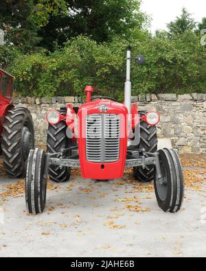 Vue avant d'un ancien tracteur Massey Ferguson de type 35, stationné sur une zone de gravier avec un mur en pierre et un feuillage vert derrière. Banque D'Images