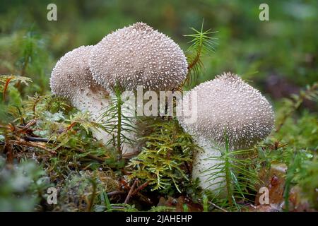 gros plan de champignons poussant dans un champ Banque D'Images