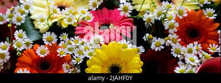 Gros plan d'un magnifique mélange de fleurs de gerbera blanc multicolore sur fond blanc. Banque D'Images