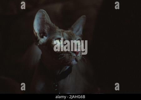 Sphynx chat avec les yeux verts Banque D'Images
