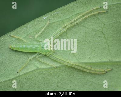 l'araignée de crabe vert répand ses pattes sur les feuilles Banque D'Images