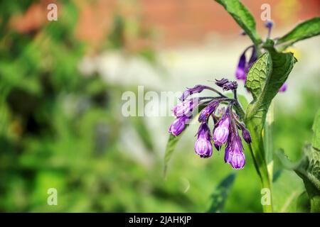 Plante avec des fleurs suspendues violettes isolées sur un fond flou quelque part en Pologne Banque D'Images