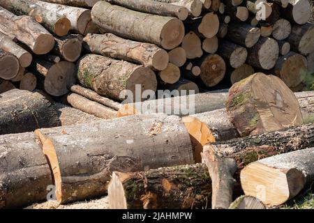 Pile de bois de stockage de grumes. Bois de chauffage. Banque D'Images