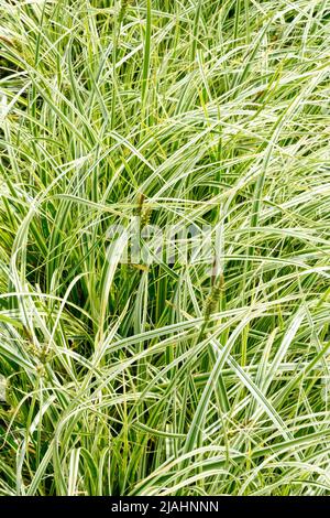 Carex oshimensis 'Feather Falls', ornemental, graminées, Variegated, herbe, Décoration, bordure, herbes de jardin, moderne, Carex Banque D'Images