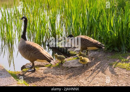 Une famille de bernaches du Canada (Branta canadensis), deux adultes et trois oisons, sur Southampton Common Banque D'Images