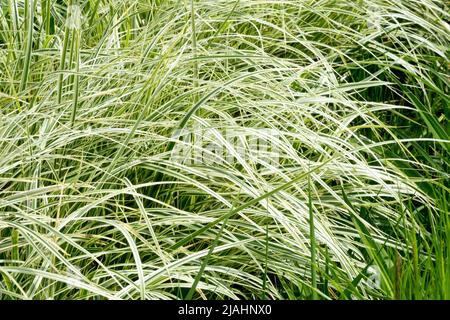 Carex oshimensis 'Feather Falls', ornemental, graminées, Variegated, herbe, Décoration, bordure, herbes de jardin, moderne, Carex Banque D'Images