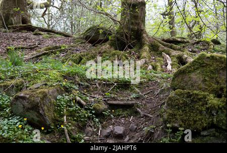 Cambriolage européen sur l'arbre dans une forêt en Ecosse, Royaume-Uni Banque D'Images