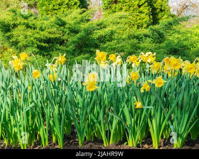 Les jonquilles jaunes illuminés par le soleil de printemps poussent dans un lit de fleur sur un fond d'arborvitae vert Banque D'Images