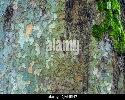 Écorce de Sycamore avec motif tacheté de kaki naturel et mousse de vert vif sur le tronc. Image plein écran. Gros plan Banque D'Images