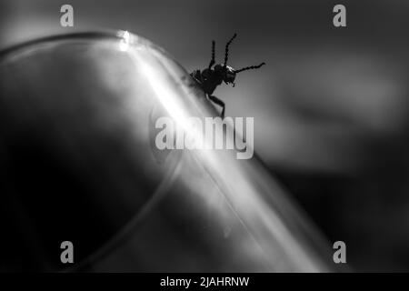 Une photo macro artistique en noir et blanc d'un coléoptère ressemblant à un démon sombre de cauchemars. De longues cornes terrifiantes. Banque D'Images