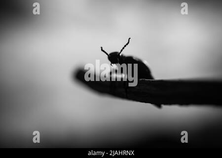 Une photo macro artistique en noir et blanc d'un coléoptère ressemblant à un démon sombre de cauchemars. De longues cornes terrifiantes. Banque D'Images